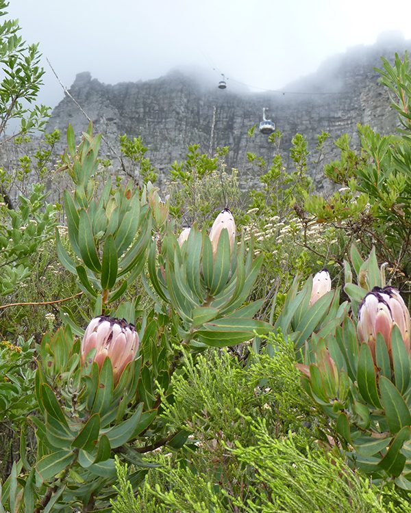 Mit der Seilbahn den Tafelberg in Kapstadt erklimmen