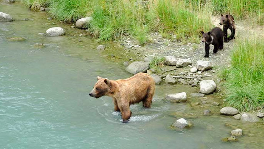 Weltreise im Camper Weg auf Zeit Bären