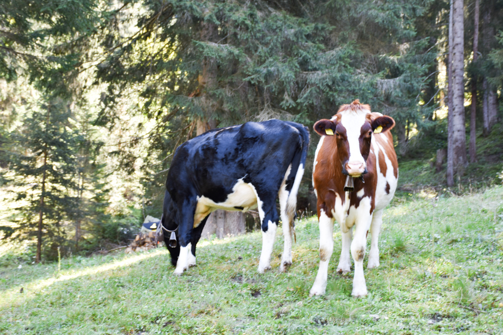 Ausflugstipp Zwergenweg Klosters Graubünden Schweiz Kühe beim Grillplatz