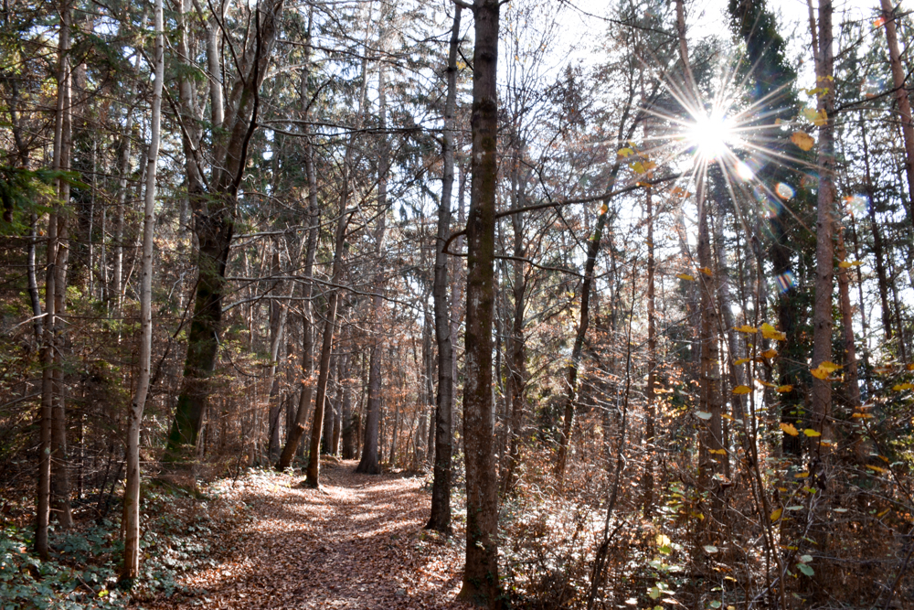 Ausflugstipp Walderlebnispfad Vaduz Liechtenstein unterwegs im Wald