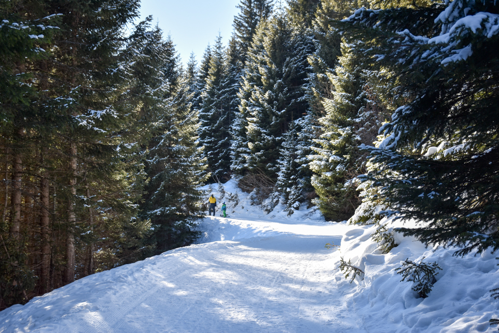 Winterwanderung Edelweiss-Rundweg Brambrüesch Graubünden Schweiz verschneite Winterlandschaft