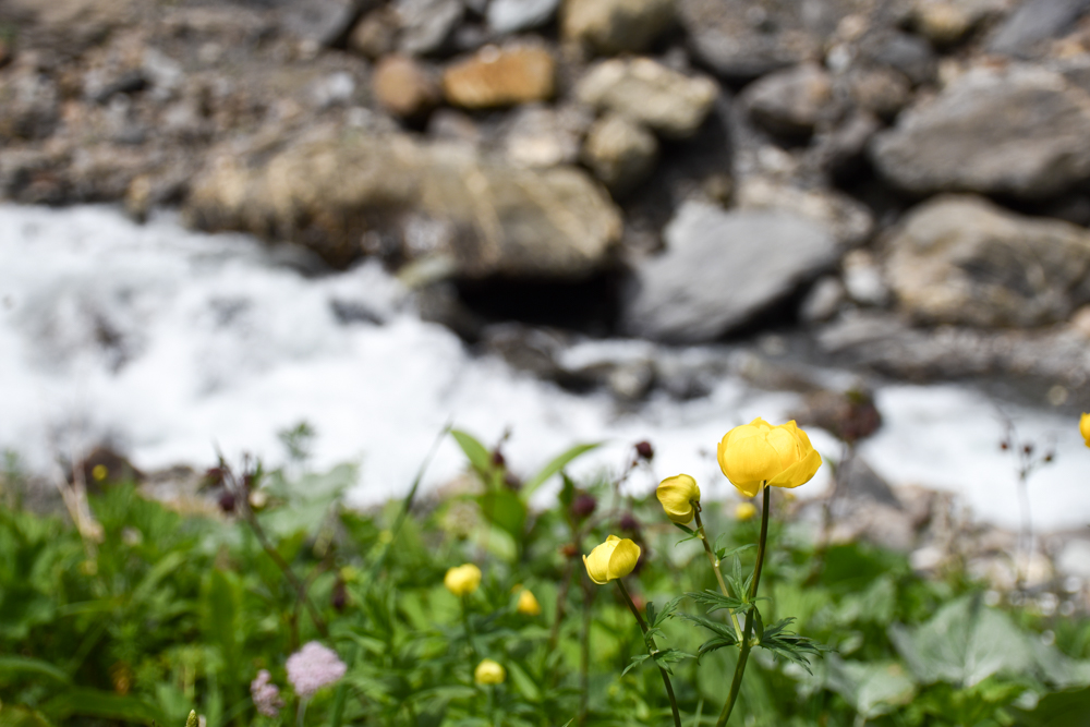 Ausflugstipp Wanderung Wasserfallarena Batöni Heidiland Schweiz Bach und Alpenblume