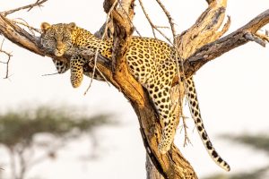 Eine Safari in Kenia ist ein perfektes Reiseabenteuer für die ganze Familie während den Sommerferien