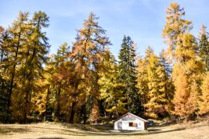 Im herbstlich gefärbten Lärchenwald ist der Schellen-Ursli-Weg ein sehr empfehlenswerter Ausflug für die ganze Familie