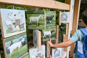 Die Informationen über die Ziegen sind auf dem Schwyzer Themenweg kinderfreundlich dargestellt