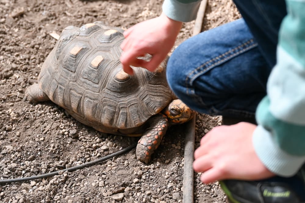 Tiere im Tropenhaus Frutigen