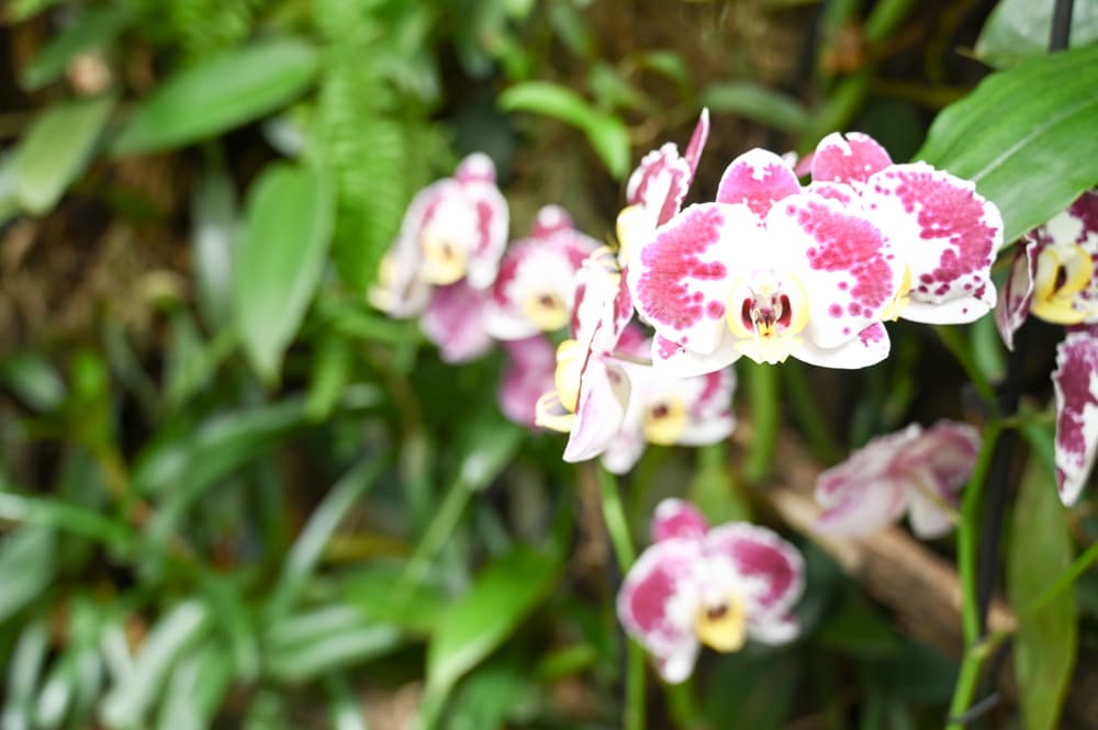 Ausflug Tropenhaus Frutigen Orchideen