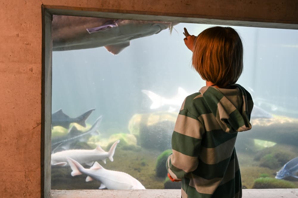 Fische beobachten im Aquarium Frutigen