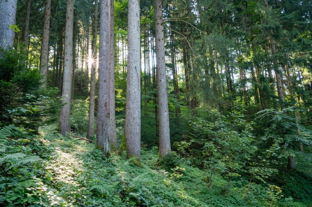 Familienwanderung Dornbirn Karren