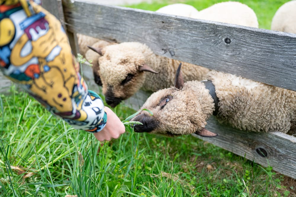 Tiroler Alpbachtal mit Kindern